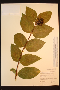 Calycanthus occidentalis image